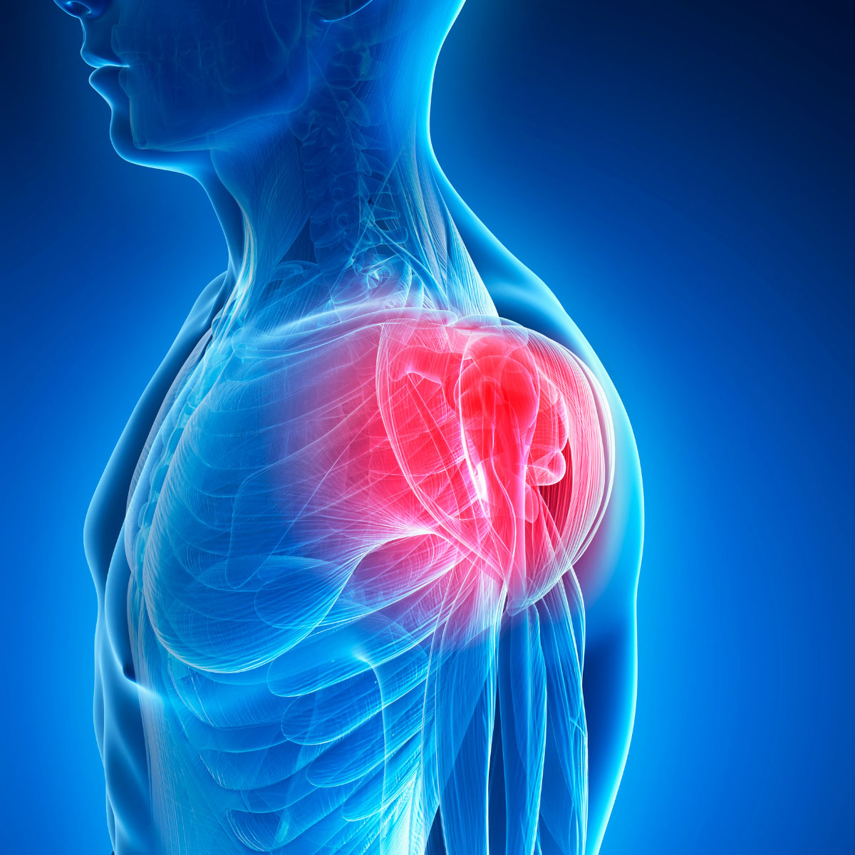 A VÁLLÍZÜLET SZALAGJAI